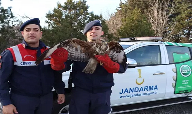 Jandarmanın bitkin halde bulduğu şahin, tedaviye alındı