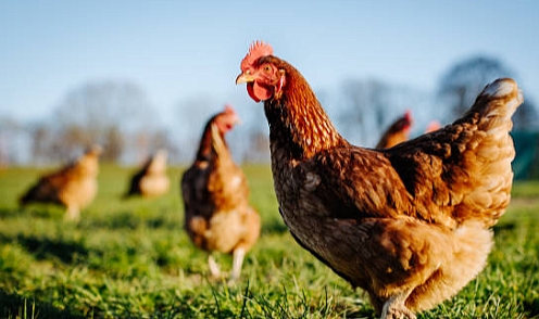 204 bin 912 ton tavuk eti üretildi
