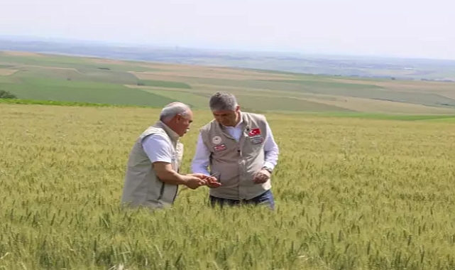 Edirne'de buğday ekili tarlalarda hastalık ve zararlıya rastlanmadı