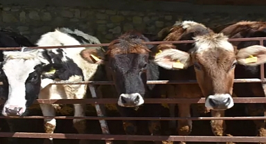 Edirne'de kurbanlık fiyatları belirlendi