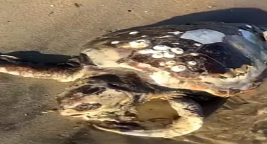 Edirne'de sahile ölü caretta caretta vurdu
