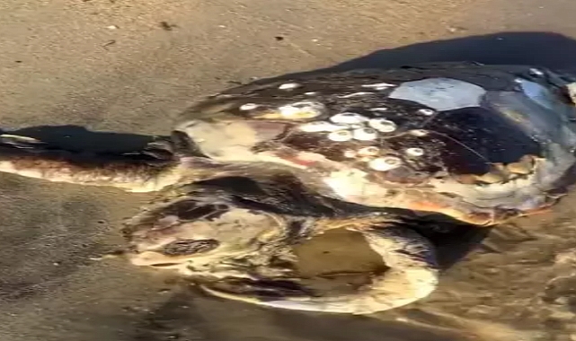 Edirne'de sahile ölü caretta caretta vurdu