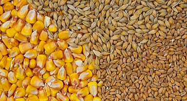Tarım Ürünleri Fiyatlarındaki Son Durum