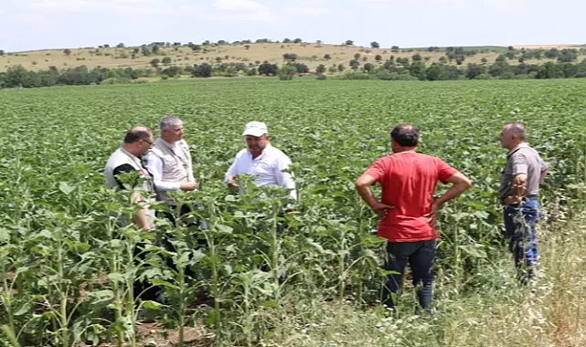 Edirne'deki dolu yağışı; 1000 dekar ekili alan zarar gördü