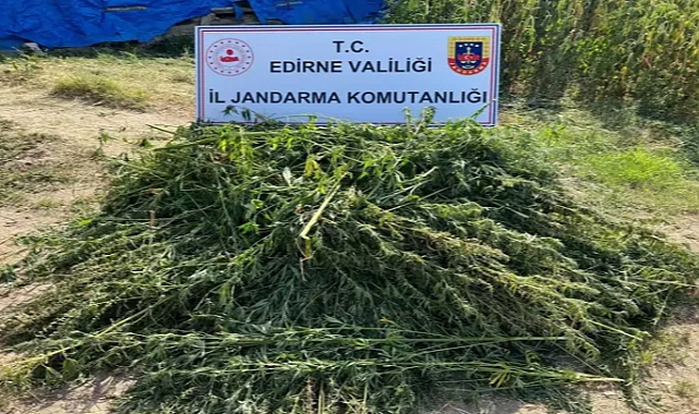 Evin bahçesinde 5 bin 950 kök Hint keneviri ele geçirildi