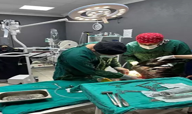 Kırklareli’de dolu yağışında yaralanan yaralı leylekler tedaviye alındı