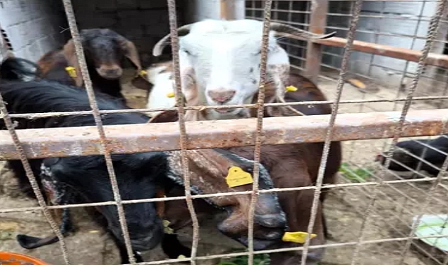 Kırklareli'ye kaçak getirilen hayvanlara el konuldu