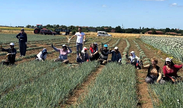 O Hasat Başladı