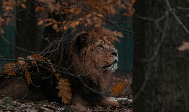 ASLAN BURCUNA ÖZEL!