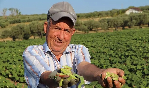 Ata tohumu ile ekilen 'kınalı bamya'nın coğrafi işaret alması için çalışma başlatıldı