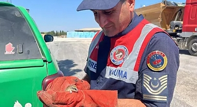 BİTKİN HALDE BULUNAN NESLİ TEHLİKE ALTINDAKİ YEDİUYUR YAVRUSU, BAKIMA ALINDI