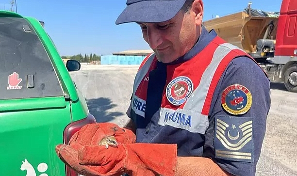 BİTKİN HALDE BULUNAN NESLİ TEHLİKE ALTINDAKİ YEDİUYUR YAVRUSU, BAKIMA ALINDI