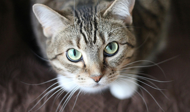 EVDE KEDİ BAKIMI VE MUTLULUĞUN SIRLARI