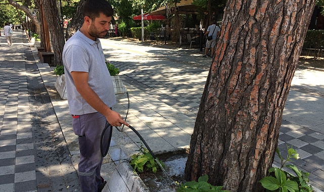 ASIRLIK ÇINARLARA ÖZEL İLGİ