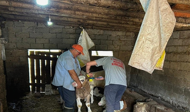 Kırklareli İl Tarım ve Orman Müdürlüğü, Buzağı Küpeleme Çalışmalarını Sürdürüyor