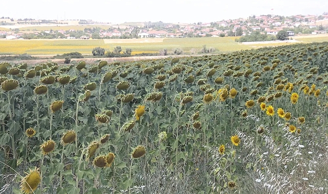 Kırklareli'de Ayçiçeği Hasadı Başladı: Tarım ve Ekonomi İçin Önemli Dönem