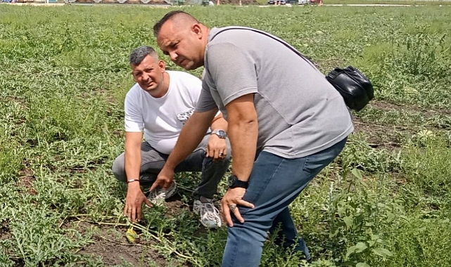 Lüleburgaz'da Karpuz Hastalığıyla Mücadele Ediliyor