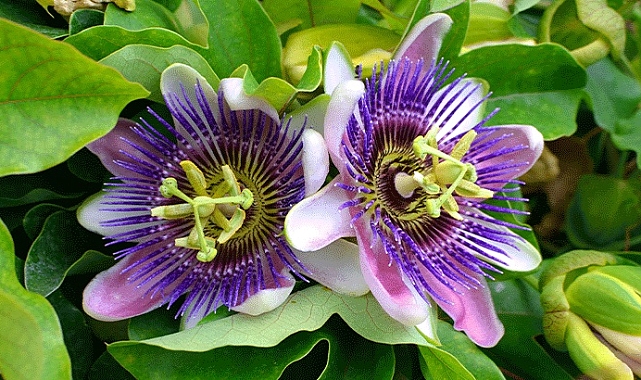 Passiflora Nedir? Faydaları Nelerdir?