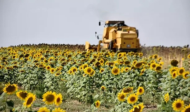 Yağlık ayçiçeği üretiminde birinci sıradaki Edirne'de, 140 dekara çerezlik ayçiçeği ekildi