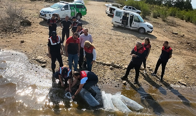 205 bin Sazan Yavrusu 17 Baraj ve Gölete Bırakıldı