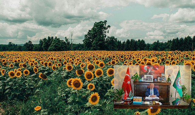 Ayçiçeği Bereketi Başlıyor