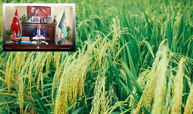 Çeltik Alım Fiyatları Açıklandı
