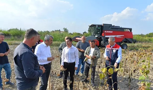 Edirne’de çerezlik ayçiçeğinin hasadı yapıldı