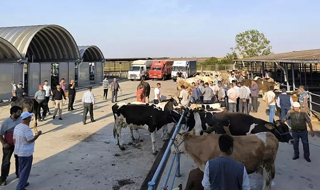 Keşan'da çiçek ve şarbon hastalığı nedeniyle hayvanların meraya çıkartılması yasaklandı