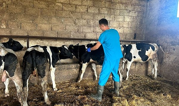 Kırklareli'nde Sonbahar Şap Aşılama Programı Başladı