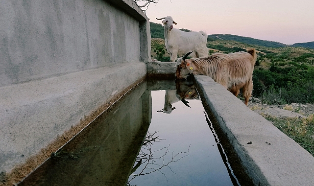 Kuzu ve Oğlak Desteklemeleri Başladı!