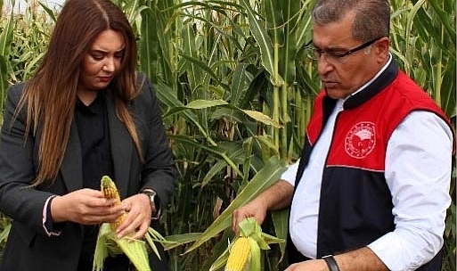 Pehlivanköy’de Yerli ve Milli Silajlık Mısır Çeşitlerinin Tanıtıldığı Hasat Etkinliği Düzenlendi
