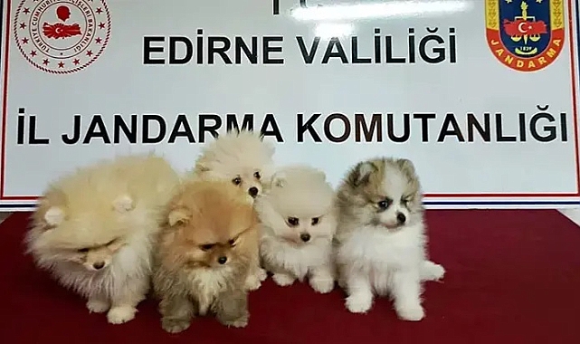 Edirne'de yurt dışından kaçak sokulan 5 cins yavru köpek ele geçirildi