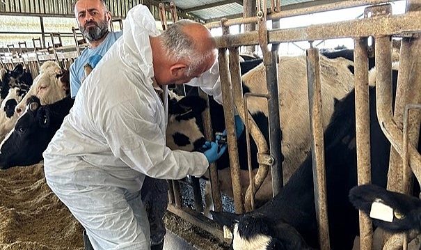 Hastalıktan Ari İşletmelere Yönelik Çalışmalar Devam Ediyor