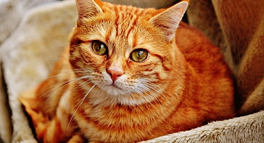 Evde Kedi Bakımı: Minik Dostlarınız İçin Sevgi Dolu Bir Dünya