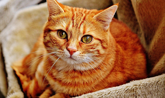 Evde Kedi Bakımı: Minik Dostlarınız İçin Sevgi Dolu Bir Dünya