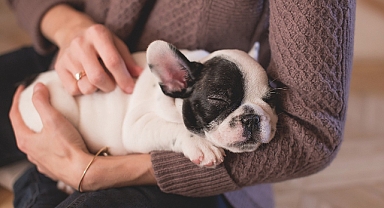 Evde Köpek Bakımı: Minik Dostlarımız İçin Sevgi Dolu Bir Yaşam