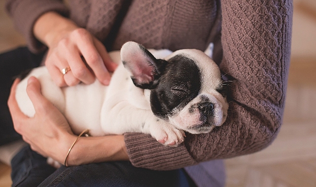 Evde Köpek Bakımı: Minik Dostlarımız İçin Sevgi Dolu Bir Yaşam