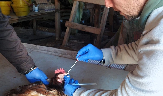Kırklareli Pınarhisar’da Kuş Gribi Taraması Devam Ediyor