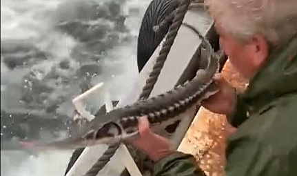 Kıyıköy Balıkçısından Örnek Davranış: Mersin Balığını Denize Bıraktı