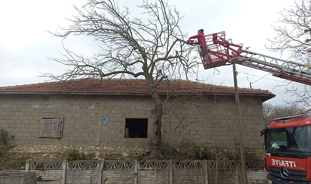 Kıyıköy Belediyesi'nden Güvenlik ve Sağlık İçin Budama Çalışmaları