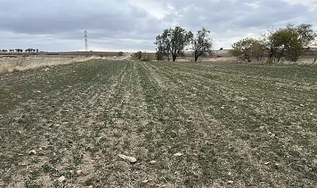 Trakya'nın 'sarı altın çiçeği' kanolayı kuraklık vurdu