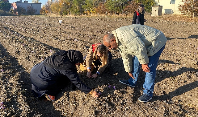 Vize İlçesinde Safran Hasadı Başladı