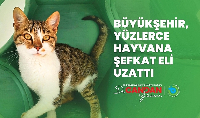 BÜYÜKŞEHİR YÜZLERCE HAYVANA ŞEFKAT ELİ UZATTI