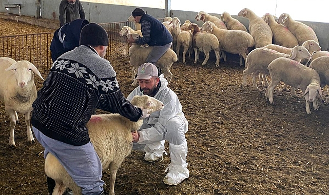 Kırklareli'nde Arı İşletme Çalışmaları Devam Ediyor