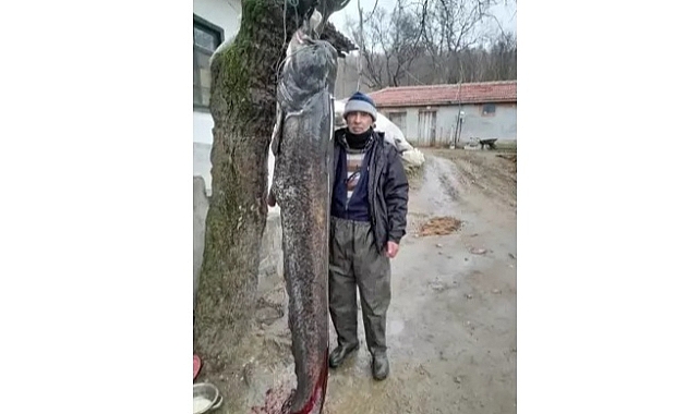 Meriç Nehri'nde 2.5 metre boyunda 'yayın balığı' yakaladı