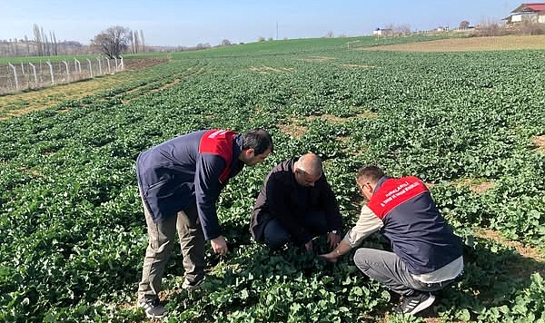 Pınarhisar’da Kanola Ekim Alanlarında Fenolojik Gözlem Yapıldı
