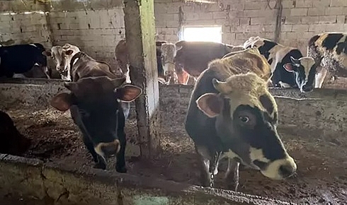 Kırklareli'ye kaçak hayvan getiren kişiye 109 bin lira ceza