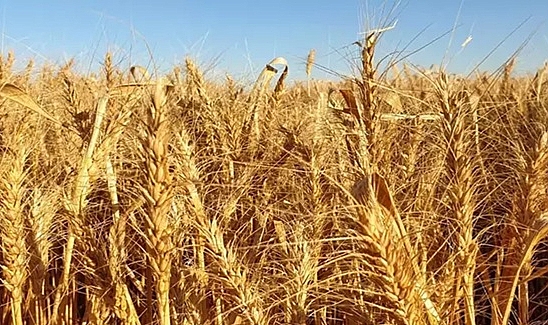 TÜİK: Tarımsal girdi fiyatları Şubat'ta arttı