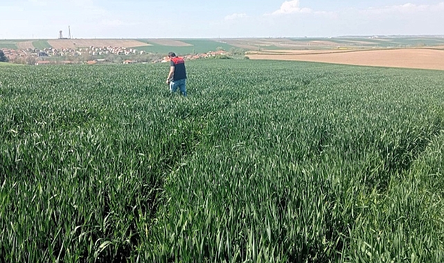 Babaeski'de Buğday Tarlalarına Yakın Takip