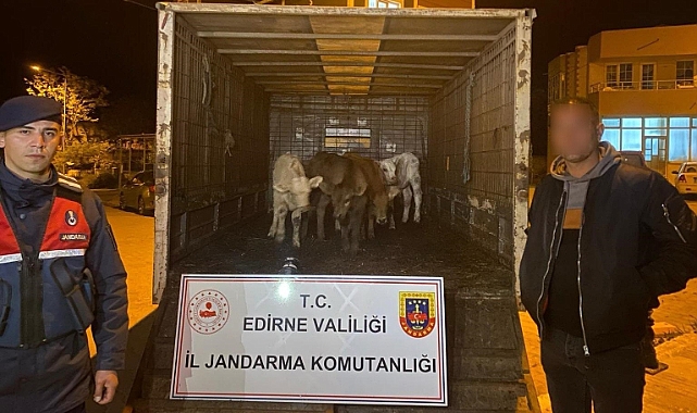 Edirne'de çalınan 6 koyunu jandarma dron yardımıyla buldu; 2 gözaltı